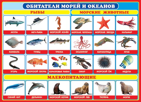Плакат Обитатели морей и океанов
