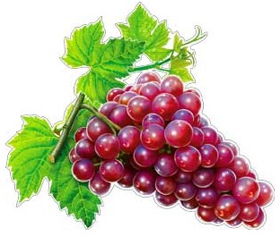 Плакат Виноград