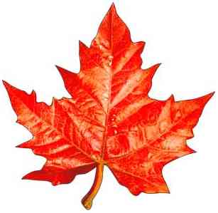 Украшение на скотче Кленовый лист 20х20см (10шт)