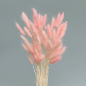Украшение декор Сухоцвет Лагурус Пудровый Розовый 60см 45 гр